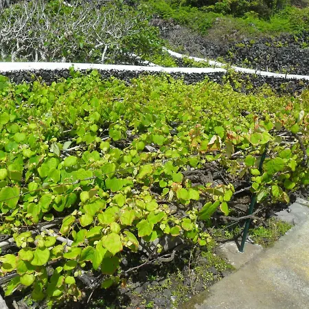 Dom wakacyjny Adega Ilheu