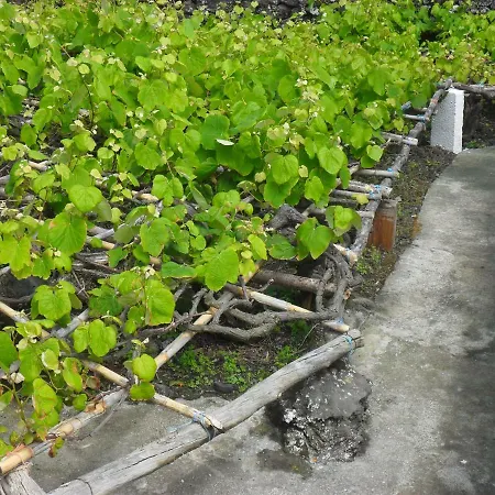 Adega Ilheu * Feteira (Terceira)