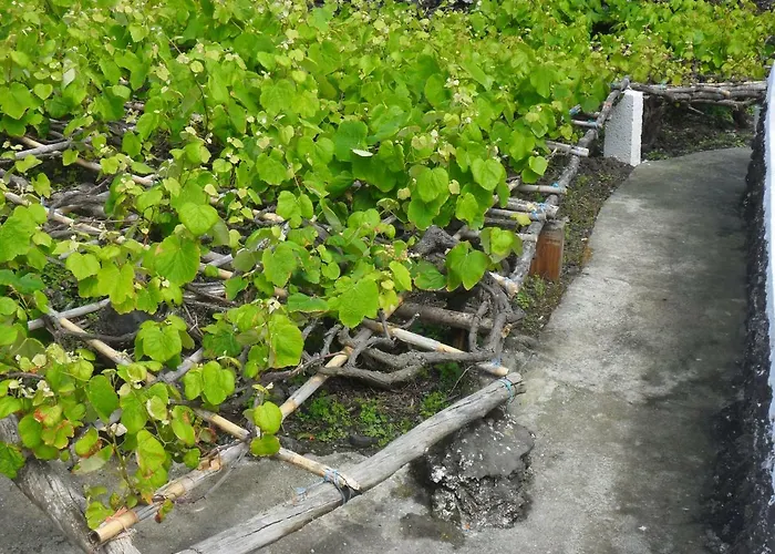 Adega Ilheu * Feteira (Terceira)