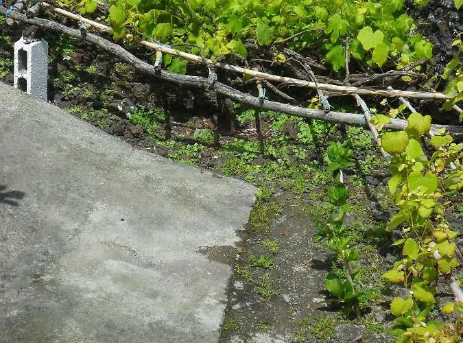 Adega Ilheu Feteira (Terceira)